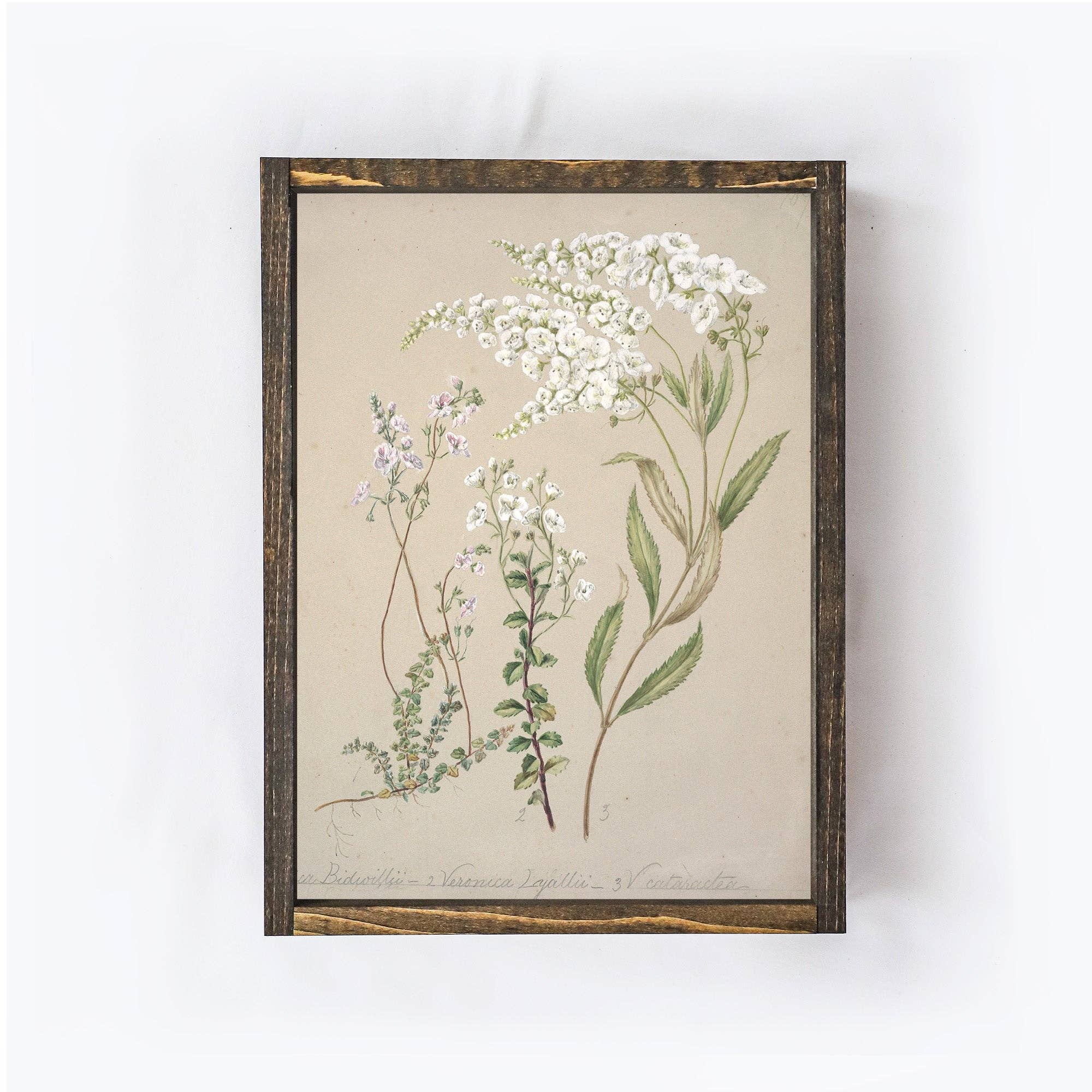 Vintage Print Framed | Flower Drawing - Cloth + Cabin