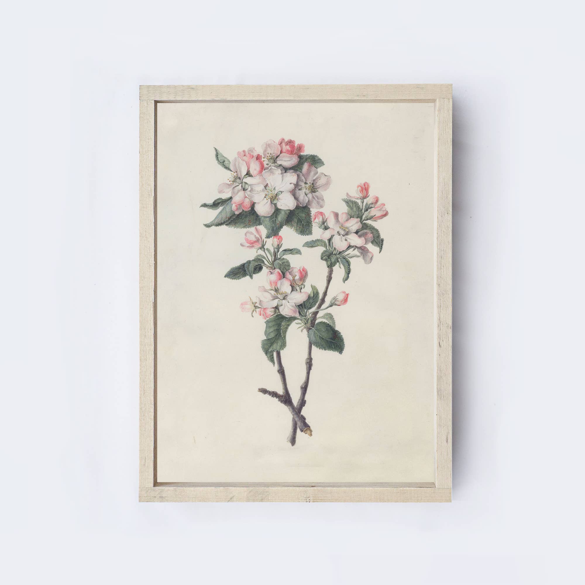 Vintage Print Apple Blossom Branch Framed A315 - Cloth + Cabin