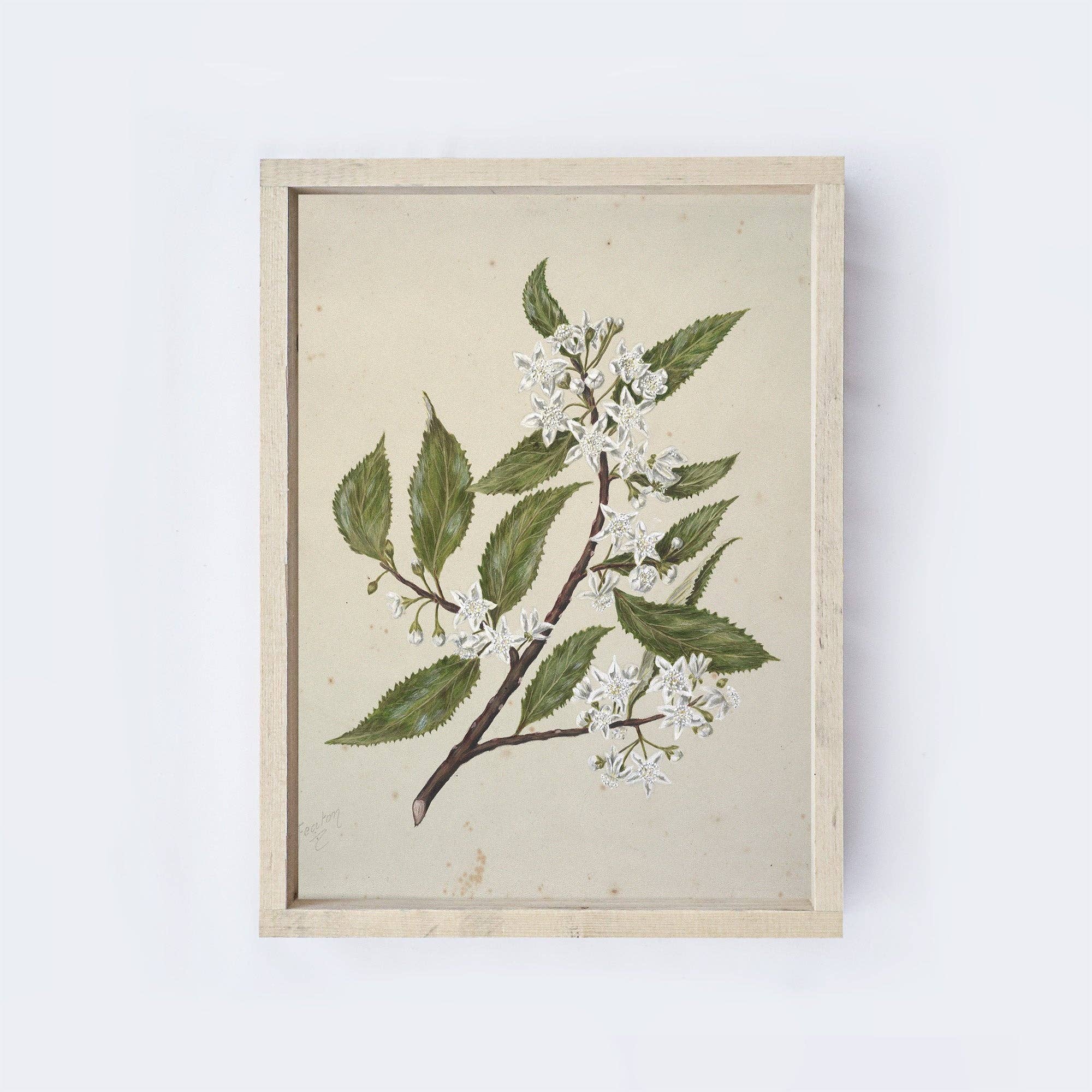 Vintage Print Framed | Flower Drawing A63 - Cloth + Cabin