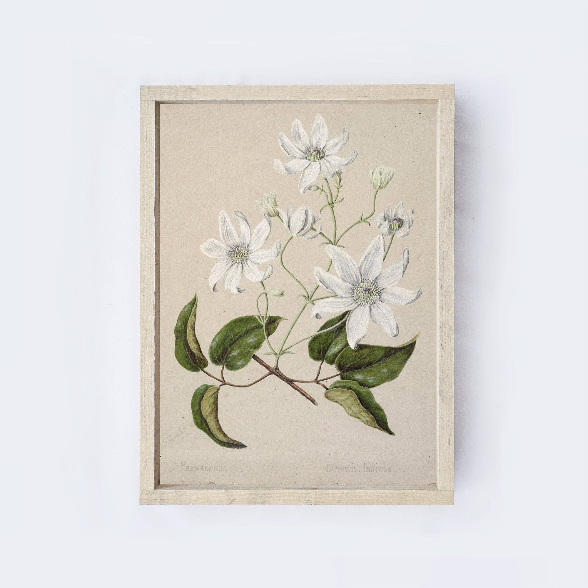 Vintage Print Framed | Flower Drawing - Cloth + Cabin